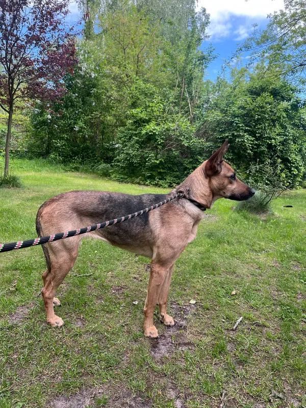 Pies do adopcji, Włocławek, 8 maja 2025 (2/4)