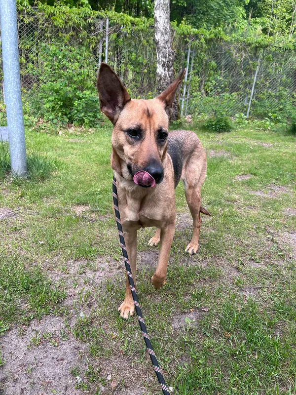 Pies do adopcji, Włocławek, 8 maja 2025 (3/4)