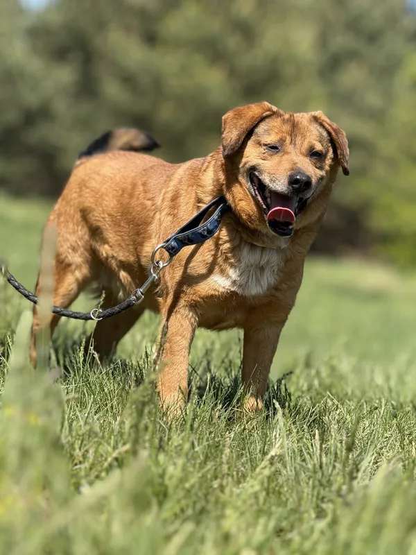 Pies do adopcji, Pieczyska, 8 maja 2025 (5/5)