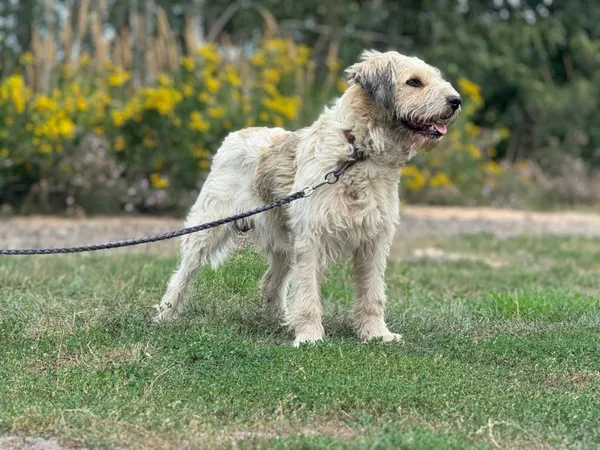 Pies do adopcji, Pieczyska, 8 maja 2025 (2/5)