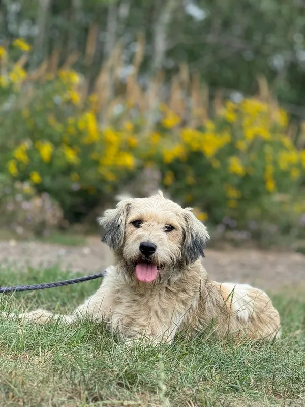 Pies do adopcji, Pieczyska, 8 maja 2025 (4/5)