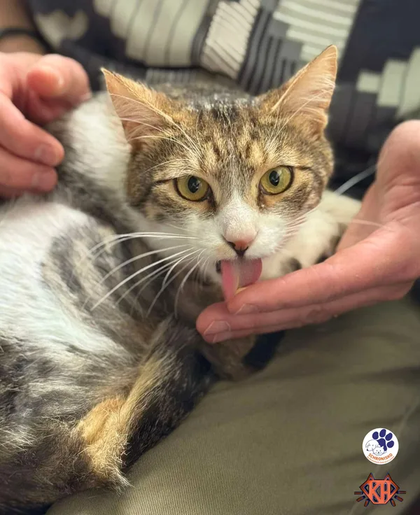 Znaleziono kota, Lublin, 12 maja 2025