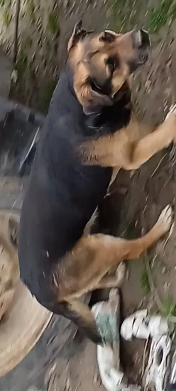 Zaginął pies, Sadkowice, 10 maja 2025