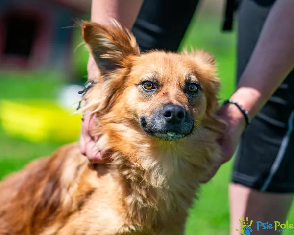 Znaleziono psa, Racławice, 7 maja 2025 (3/5)