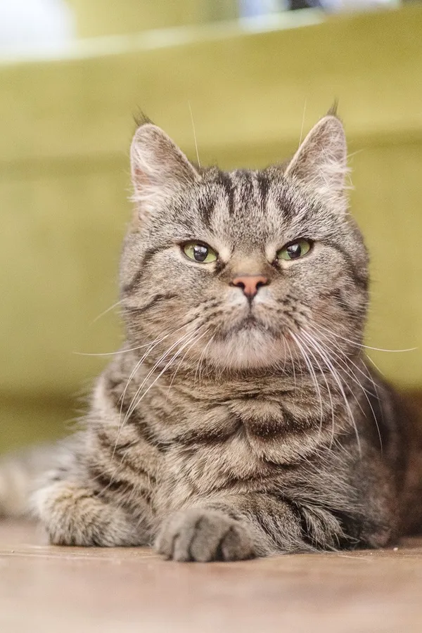 Kot do adopcji, Zgierz, 10 maja 2025 (1/5)