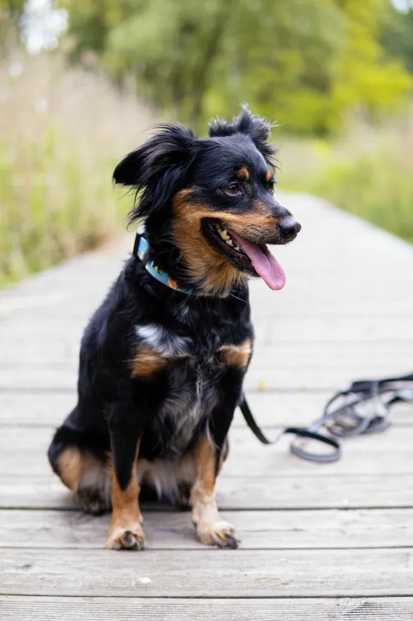 Znaleziono psa, Sosnowiec, 8 maja 2025 (1/5)