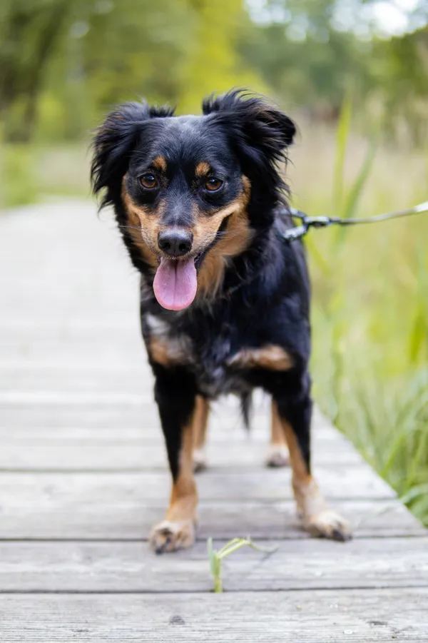 Znaleziono psa, Sosnowiec, 8 maja 2025 (2/5)