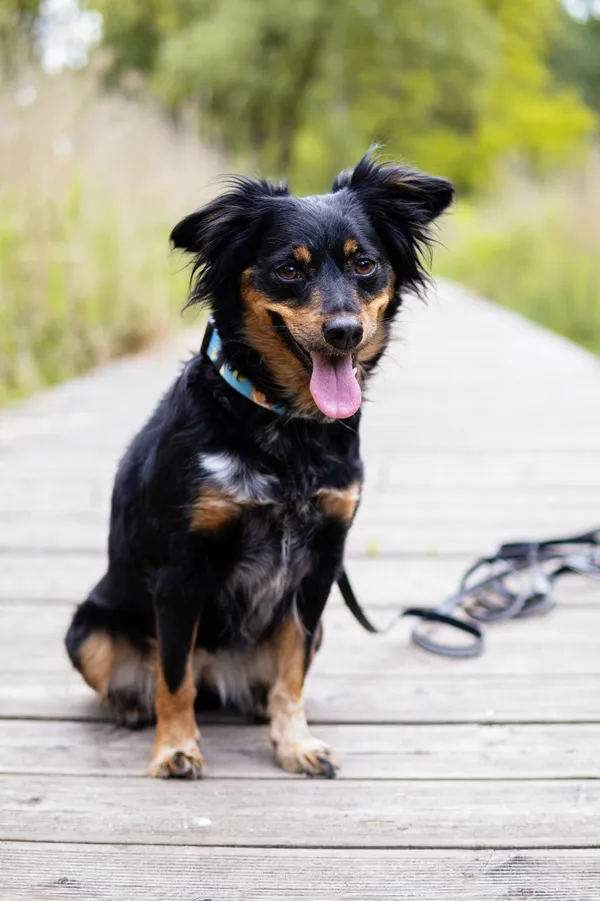 Znaleziono psa, Sosnowiec, 8 maja 2025 (3/5)