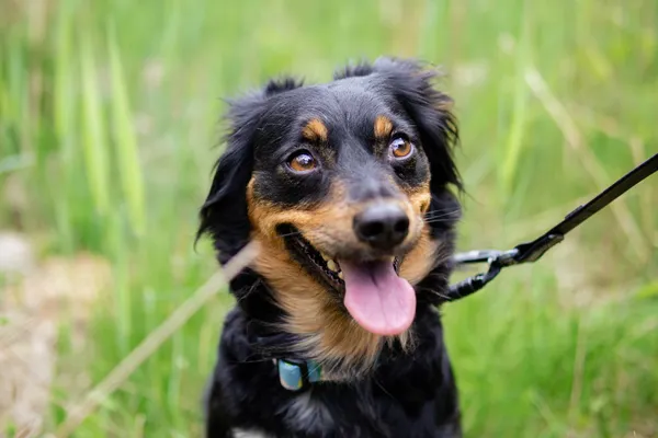 Znaleziono psa, Sosnowiec, 8 maja 2025 (4/5)