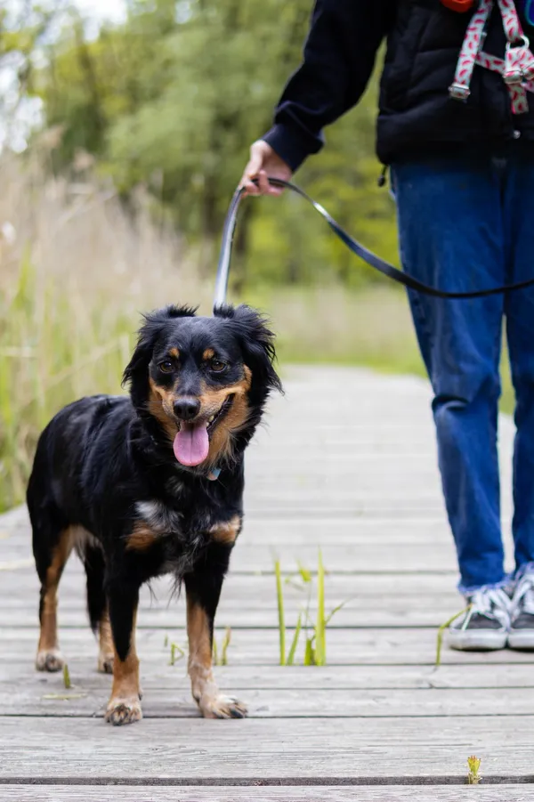 Znaleziono psa, Sosnowiec, 8 maja 2025 (5/5)