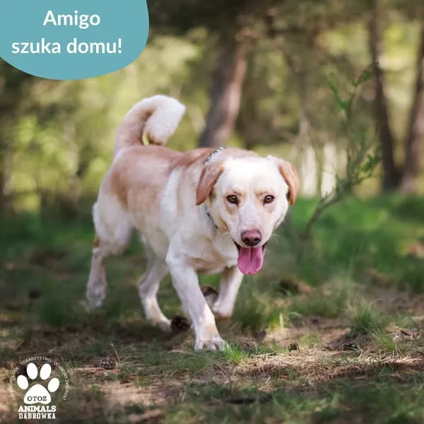 Pies do adopcji, Dąbrówka, 10 maja 2025 (3/5)