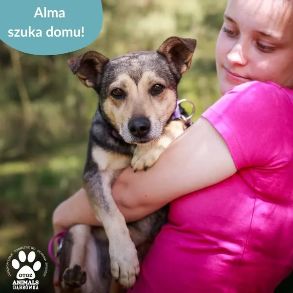 Pies do adopcji, Dąbrówka, 10 maja 2025 (2/5)