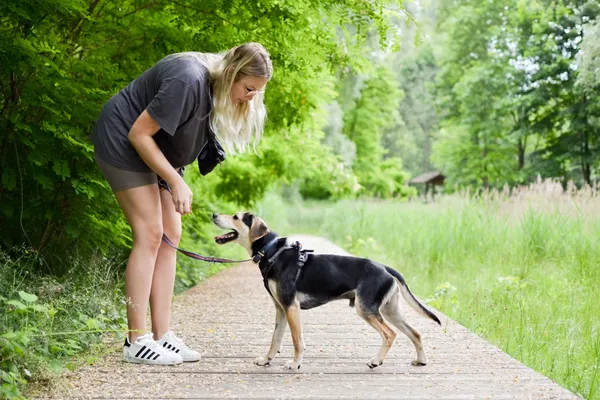 Znaleziono psa, Sosnowiec, 9 maja 2025 (3/5)
