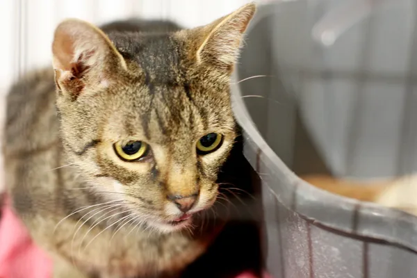 Znaleziono kota, Wałbrzych, 8 maja 2025