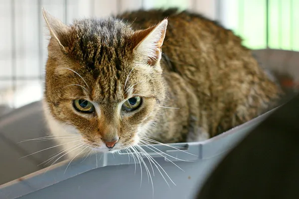 Znaleziono kota, Wałbrzych, 7 maja 2025 (1/2)