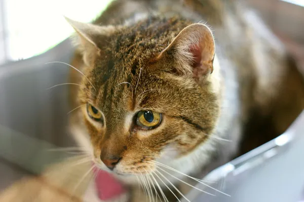 Znaleziono kota, Wałbrzych, 7 maja 2025 (2/2)