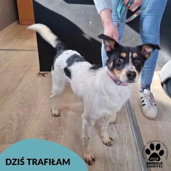 Znaleziono psa, Dąbrówka, 8 maja 2025