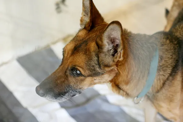 Znaleziono psa, Wałbrzych, 5 maja 2025