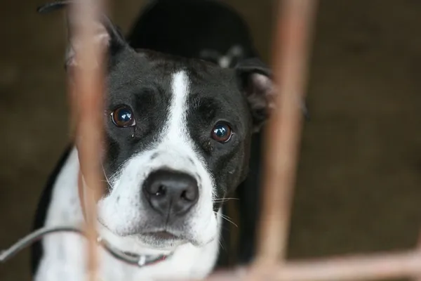 Znaleziono psa, Wałbrzych, 4 maja 2025