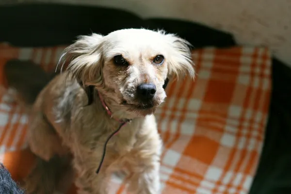 Znaleziono psa, Wałbrzych, 2 maja 2025