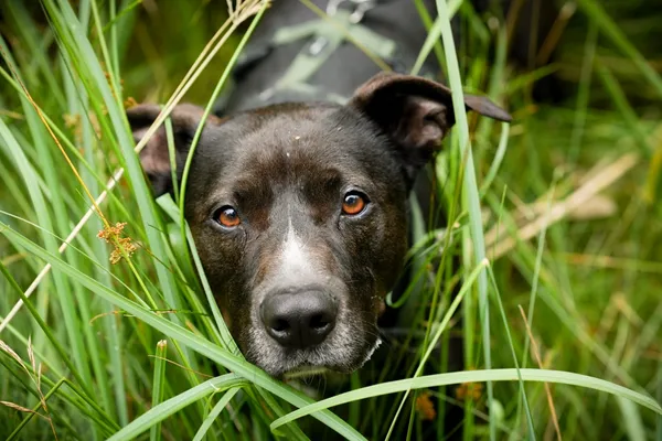 Znaleziono psa, Sosnowiec, 6 maja 2025 (1/5)