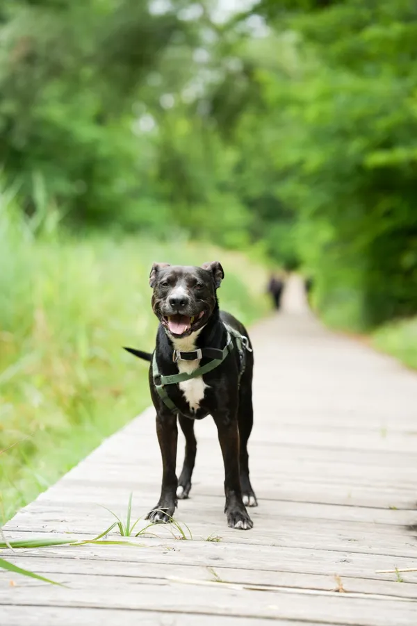 Znaleziono psa, Sosnowiec, 6 maja 2025 (3/5)