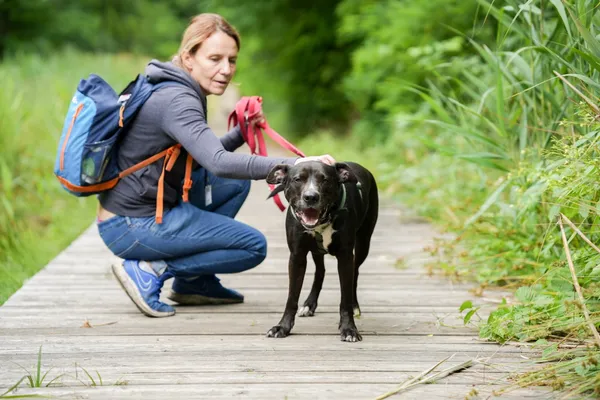 Znaleziono psa, Sosnowiec, 6 maja 2025 (4/5)