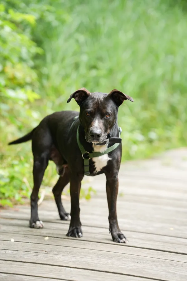 Znaleziono psa, Sosnowiec, 6 maja 2025 (5/5)