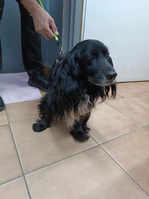 Znaleziono psa, Sosnowiec, 6 maja 2025