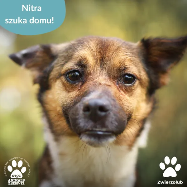 Znaleziono psa, Dąbrówka, 2 czerwca 2025