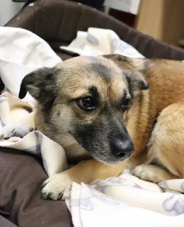 Znaleziono psa, Łódź, 10 maja 2025 (4/5)