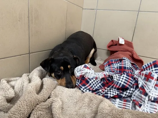 Pies do adopcji, Kraków, 26 kwietnia 2025