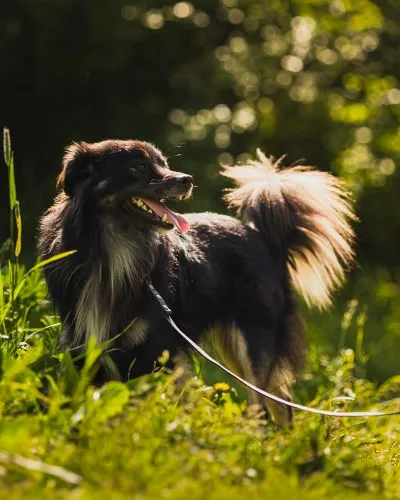 Pies do adopcji, Kraków, 26 kwietnia 2025 (2/5)