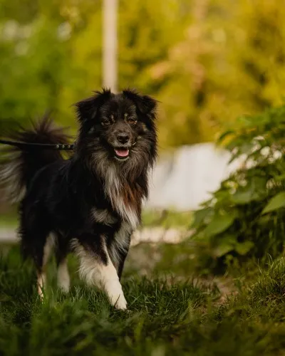 Pies do adopcji, Kraków, 26 kwietnia 2025 (4/5)