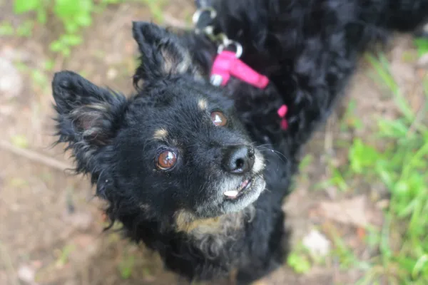 Pies do adopcji, Milanówek, 25 maja 2025 (1/5)