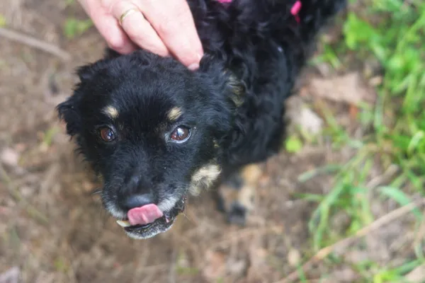 Pies do adopcji, Milanówek, 25 maja 2025 (2/5)