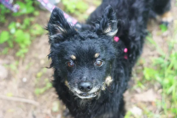 Pies do adopcji, Milanówek, 25 maja 2025 (3/5)