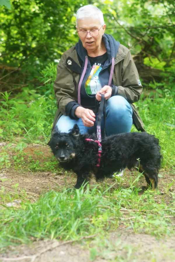 Pies do adopcji, Milanówek, 25 maja 2025 (4/5)