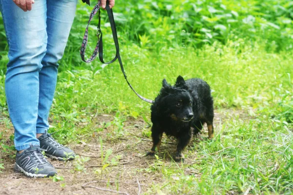 Pies do adopcji, Milanówek, 25 maja 2025 (5/5)