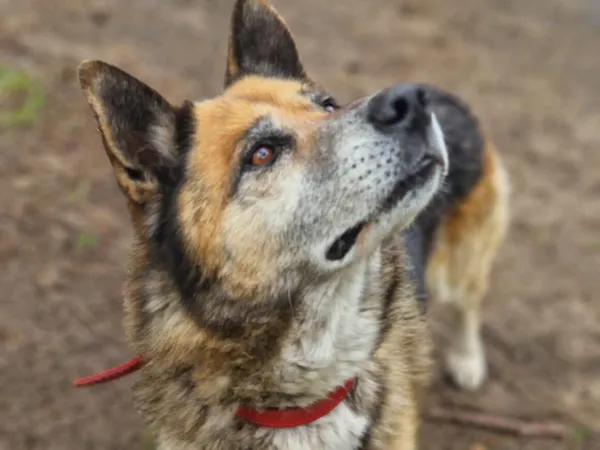 Pies do adopcji, Milanówek, 10 maja 2025 (4/5)