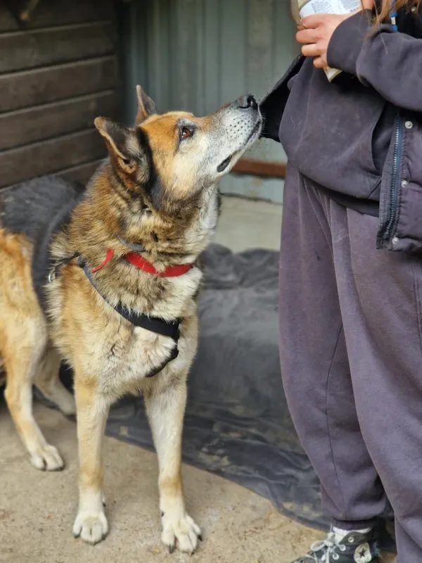 Pies do adopcji, Milanówek, 10 maja 2025 (5/5)