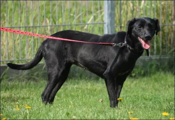 Znaleziono psa, Grudziądz, 17 marca 2025