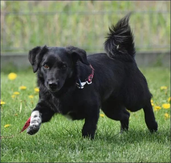 Znaleziono psa, Grudziądz, 26 lutego 2025