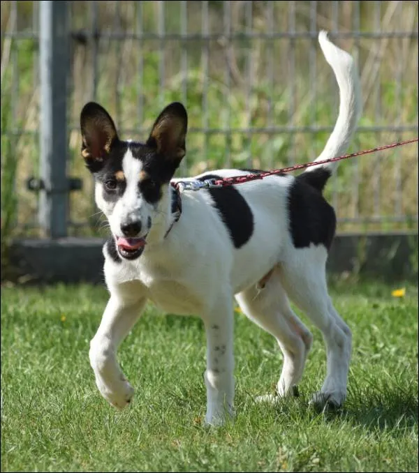 Znaleziono psa, Grudziądz, 22 marca 2025