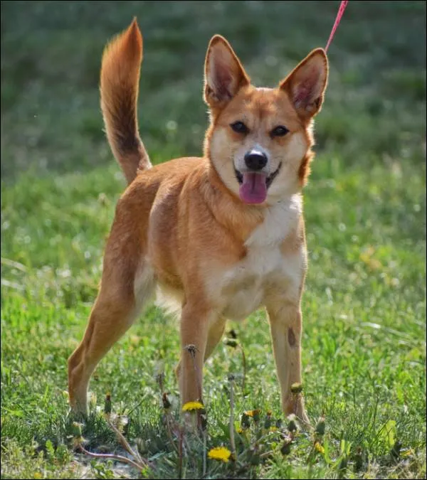 Znaleziono psa, Grudziądz, 24 lutego 2025