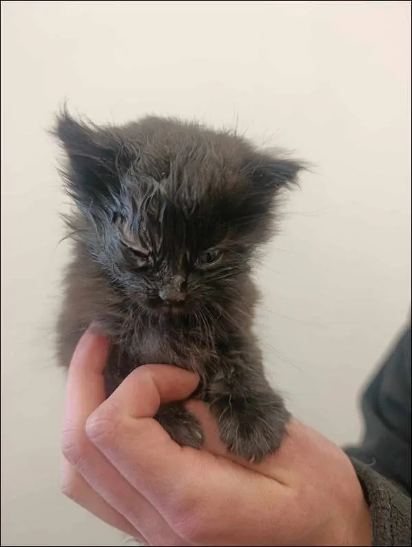 Znaleziono kota, Grudziądz, 11 maja 2025