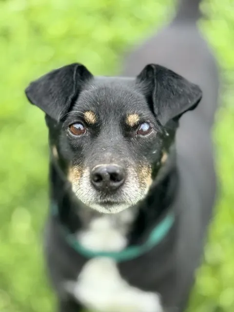 Pies do adopcji, Piła, 26 października 2024 (1/5)