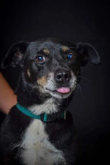 Pies do adopcji, Piła, 26 października 2024 (2/5)