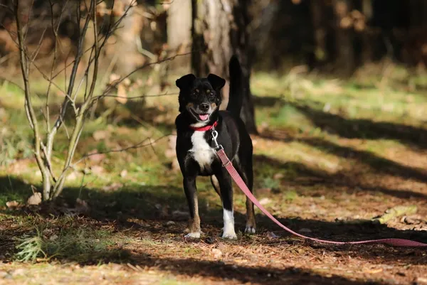 Pies do adopcji, Piła, 26 października 2024 (4/5)