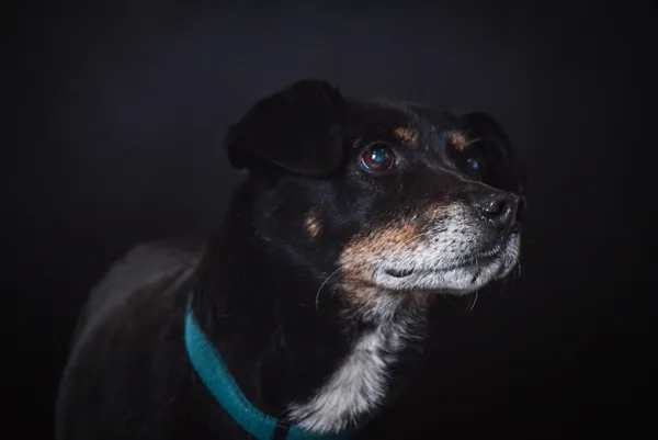 Pies do adopcji, Piła, 26 października 2024 (5/5)